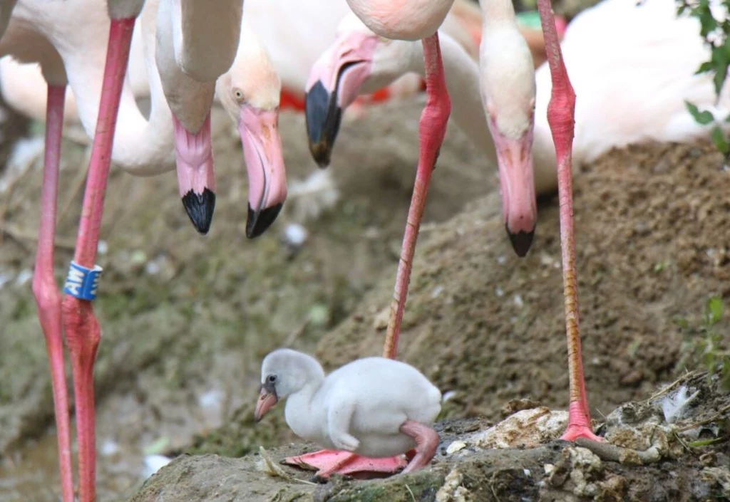 Flamingi wraz z nowowyklutym pisklęciem. Źródło: ZOO Gdańsk 