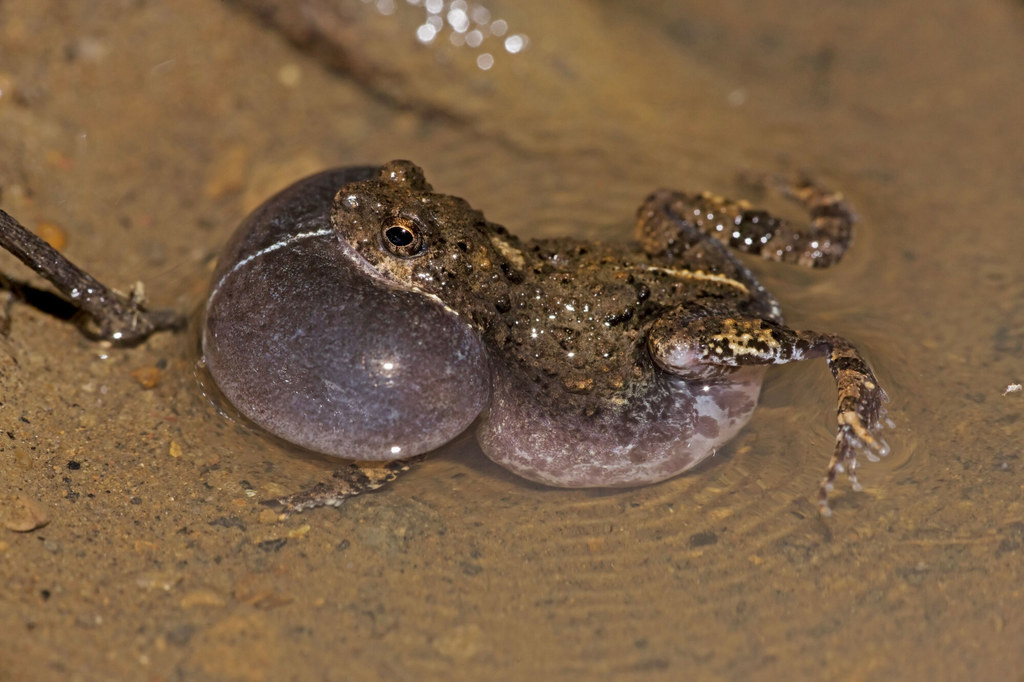 Żaba gatunku Engystomops pustulosus.