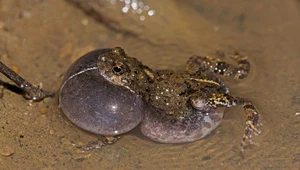 Żaba gatunku Engystomops pustulosus.