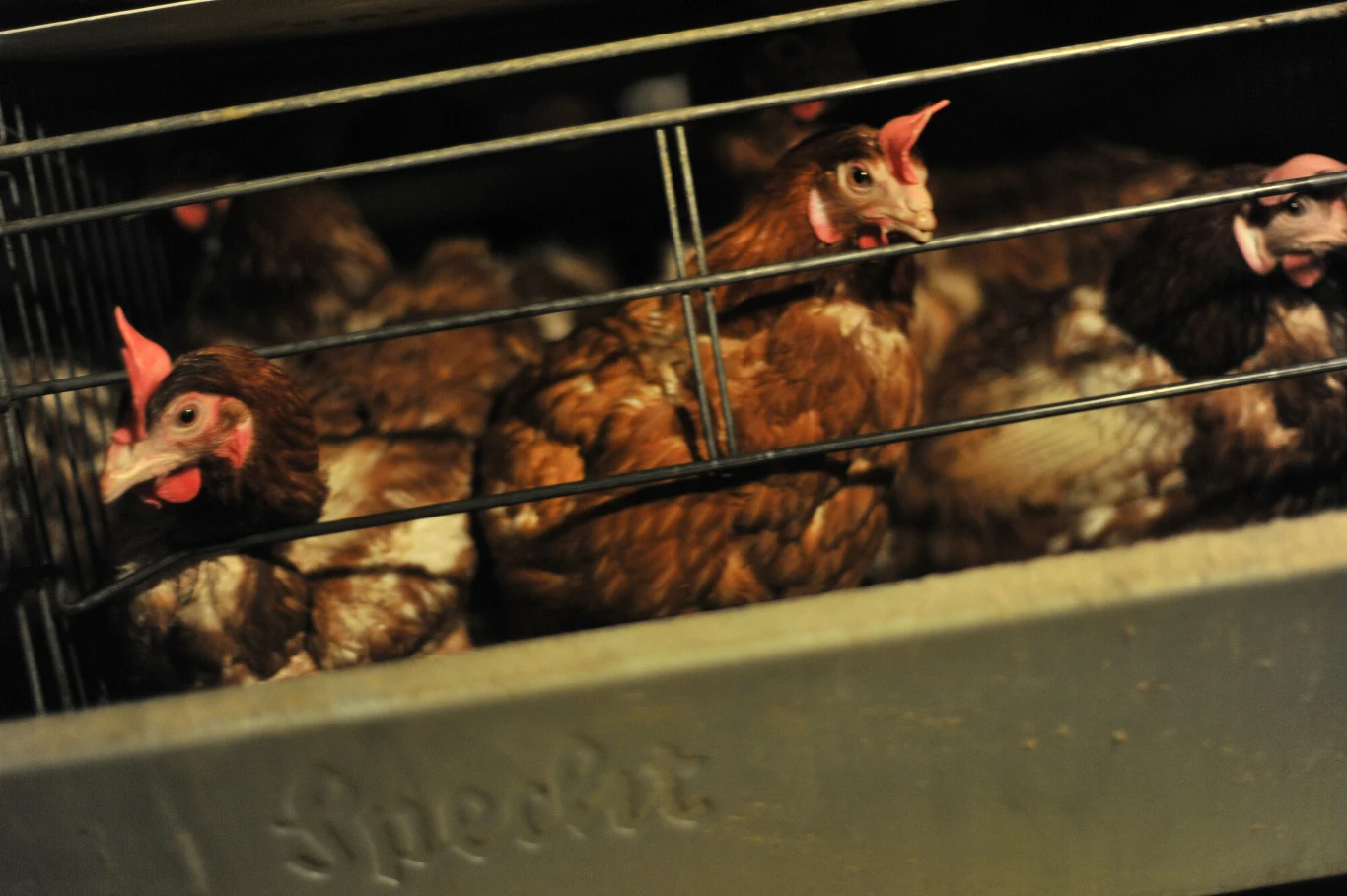 Ferma kur niosek w okolicach Raciborza Ferma kur niosek w okolicach Raciborza