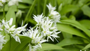 Ta roślina to prawdziwa bomba witaminowa. Koniecznie zasadź ją u siebie