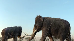 Mamuty; zdj. ilustracyjne