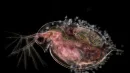 Rozwielitka (Daphnia), przenosząca embriony. Jak się okazuje w momencie zagrożenia rozwietlitki "zakładają hełmy". Fot. Jan van IJken, Jan van IJken Photography / Nikon Small World