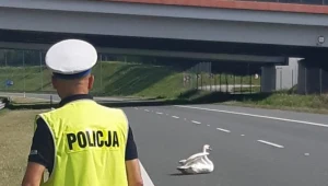 Zwierzę blokowało jeden z pasów ruchu