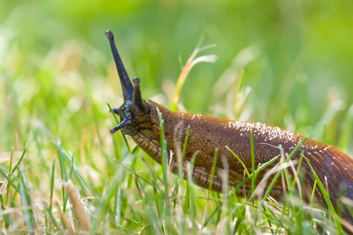 Ślimaki więcej nie zaatakują pomidorów, jeśli umieścisz sadzonki w plastikowych butelkach Ślimaki więcej nie zaatakują pomidorów, jeśli umieścisz sadzonki w plastikowych butelkach
