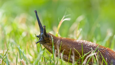 Z naszymi domowymi sposobami w mig pozbędziesz się ślimaków z ogrodu. 