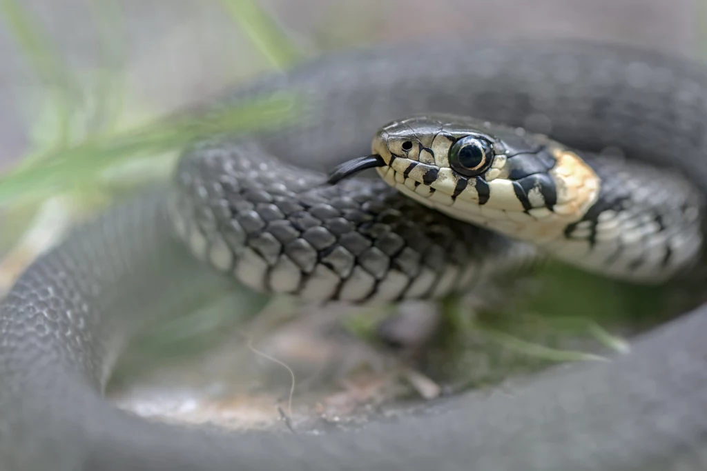 Jak wygląda zaskroniec zwyczajny, czyli czarny wąż?