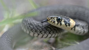 Zaskroniec. Jak wygląda czarny wąż i czy jest jadowity?