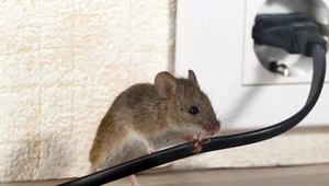 Po tym poznasz, że w domu zagnieździły się myszy. Nie bagatelizuj tych znaków