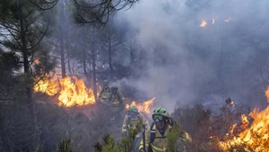 Hiszpania: Rośnie liczba podpalaczy lasów 