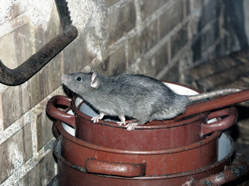 Szczury są bardzo przebiegłe i w mig mogą opanować nasz dom!