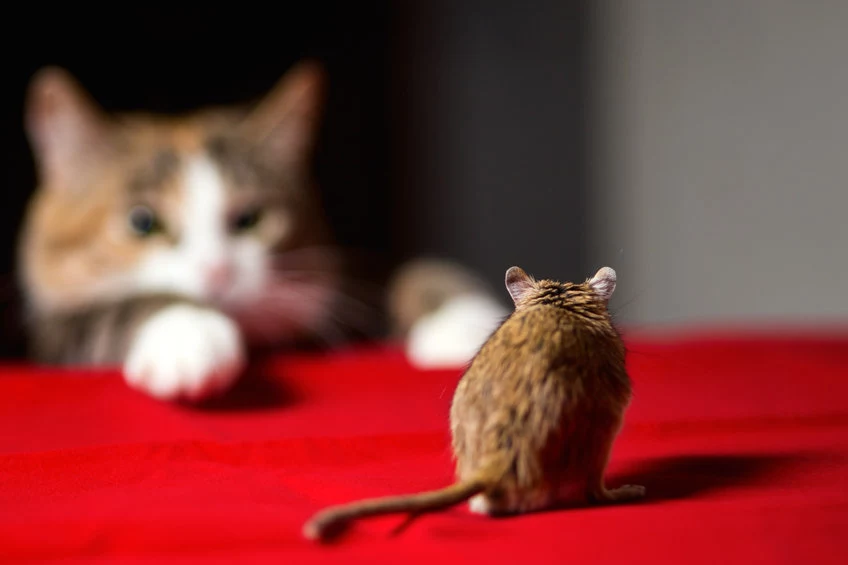 Kot pomoże pozbyć się panoszących po domu myszy