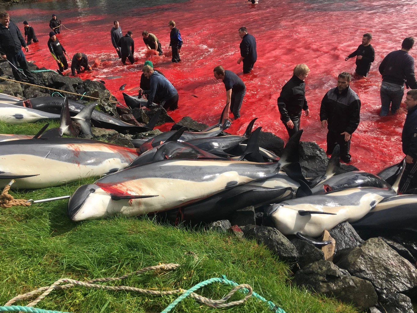 Poprzednio na Wyspach Owczych ponad tysiąc delfinów zabito 80 lat temu. Fot. Sea Shepherd UK/ MEGA / The Mega Agency Poprzednio na Wyspach Owczych ponad tysiąc delfinów zabito 80 lat temu. Fot. Sea Shepherd UK/ MEGA / The Mega Agency