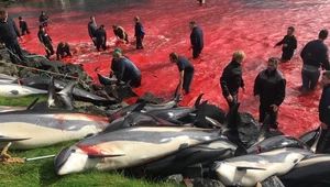 Zabito 1,5 tys. delfinów i grindwali. To największa masakra w historii Wysp Owczych