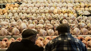 Polska straciła ponad 1.8 mln sztuk drobiu 