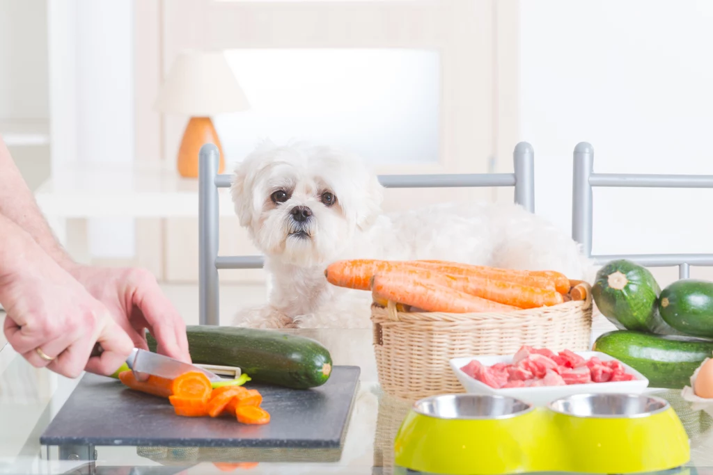 Jakie warzywa można podawać psu?