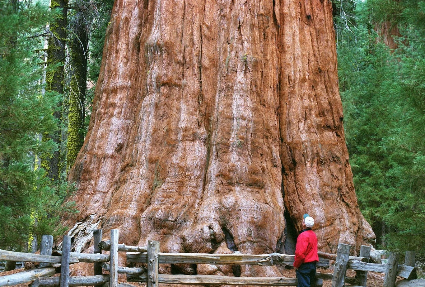 Pień sekwoi General Sherman. Fot. Ron Cobb, Zuma Press 