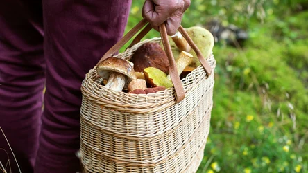 Gdzie na Podkarpaciu są grzyby? 