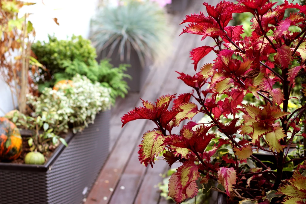 Podlewanie roślin na balkonie i tarasie we wrześniu