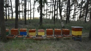 Pszczelarz miał otruć 420 tys. pszczół; policja szuka jego wspólnika