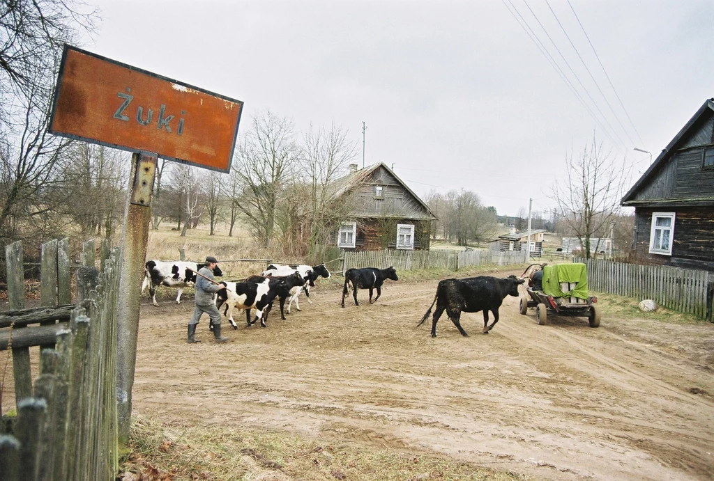 Krowy z Żukach? Jadąc przez Polskę można natknąć się i na taki obrazek