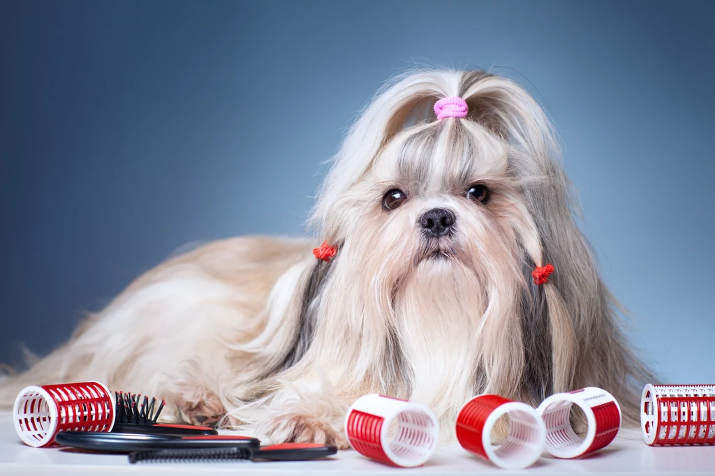 Ludzie mają włosy, a psy sierść, choć w rzeczywistości w obu przypadkach jest to wytwór naskórka zbudowany z keratyny 