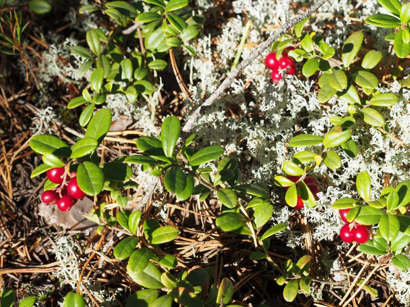 Fot. Zurawina „Podczas jesiennych wypraw do lasu możemy również przekąsić przepyszne i znane każdemu orzechy laskowe. Mamy też żołędzie, które znamy najczęściej z tego, że lepimy z nich różnego rodzaju ludzki. Ale z żołędzi wytwarzamy także mąkę, możemy z nich robić kawę - choć ona historycznie nie jest dobrze odbierana, zwłaszcza przez starszych mieszkańców, bo kojarzy się z czasem takiego wielkiego niedostatku, biedy. Mimo to obecnie coraz częściej i chętniej wraca do łask” – dodała.  Krokowska-Paluszak wskazała, że jesień to również czas żurawiny, która ma nie tylko korzystne działanie na układ moczowy, ale jest też pysznym dodatkiem jako dżem czy chutney do różnego rodzaju potraw. Jako dodatek do mięs i serów – po przetworzeniu - dobrze nadaje się także borówka brusznica.  „Jesień to również dereń; oprócz przepysznej dereniówki, można przyrządzić dżem, chutney. Dereń ma też właściwości antyseptyczne i na przykład obranym dereniem, będąc w lesie, możemy sobie umyć zęby i odkazić jamę ustną. Pamiętajmy także o jarzębinie, z której można zrobić nie tylko tradycyjne czerwone korale. Jarzębina – podobnie jak czarny bez – nie nadaje się do spożycia na surowo, jej owoce mogą być trujące. Natomiast po ich przemrożeniu, czy przesmażeniu nadają się do spożycia i można z nich przyrządzić np. dżem z dodatkiem jabłka i limonki” – wskazała Krokowska-Paluszak.