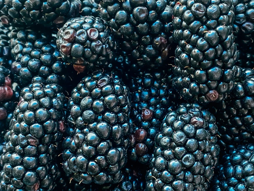 Owoce jeżyny Jesienią pojawiają się także wrzosy. Te występujące w lasach objęte są jednak ochroną; nie można ich zrywać, czy wykopywać i wynosić z lasu. Krokowska-Paluszak podkreśliła, że wrzosy to bezsprzeczny symbol jesieni, o którym na przestrzeni lat powstało także wiele legend. „W Niemczech wierzono, że kolor kwiatów wrzosu pochodzi od krwi poległych pogan. Wrzosem zaklinano też pożyteczne duchy, służył w +rytuałach+ wywoływania deszczu. Dawniej stanowił również pokarm dla owiec, farbowano nim także wełnę tych zwierząt. Wrzos ma też właściwości lecznicze; sprawdza się w przypadku chorób reumatycznych, jego napar jest pomocny przy zwalczaniu np. kamicy nerkowej czy bezsenności. Wiele właściwości posiada także miód wrzosowy” – zaznaczyła.