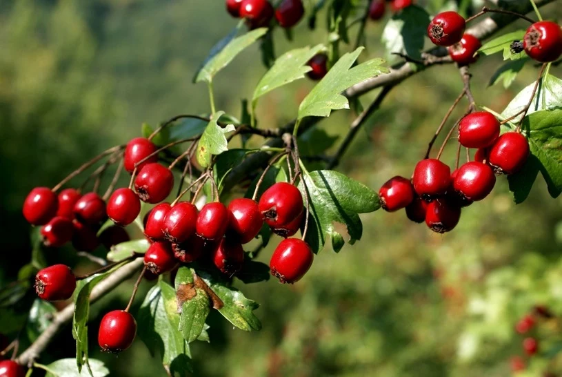 Owoce głogu Krokowska-Paluszak zaapelowała, by pamiętać, aby w trakcie zbierania np. owoców danej rośliny nie niszczyć jej, nie łamać niepotrzebnie gałęzi.  „Pamiętajmy też, że w lesie jest dużo roślin, które będą nas kusiły swoimi pięknymi, kolorowymi owocami np. cis pospolity; praktycznie cała ta roślina jest bardzo silnie trująca; nie są trujące wyłącznie czerwone osnówki, jednak nasiono wewnątrz nich jest już silnie trujące. Owocuje też obecnie wawrzynek wilczełyko; cała roślina jest niezwykle trująca; już 1-2 czerwone owoce mogą być śmiertelne dla dziecka, a większa dawka może być również śmiertelna dla dorosłego” – wskazała.  Eksperta zaznaczyła również, by w trakcie zbierania darów lasu zachować ostrożność. Wskazała, że w razie wątpliwości o pomoc i poradę można się zwrócić do miejscowego leśniczego, który rozwieje wątpliwości lub potwierdzi, że np. roślina jest trująca.