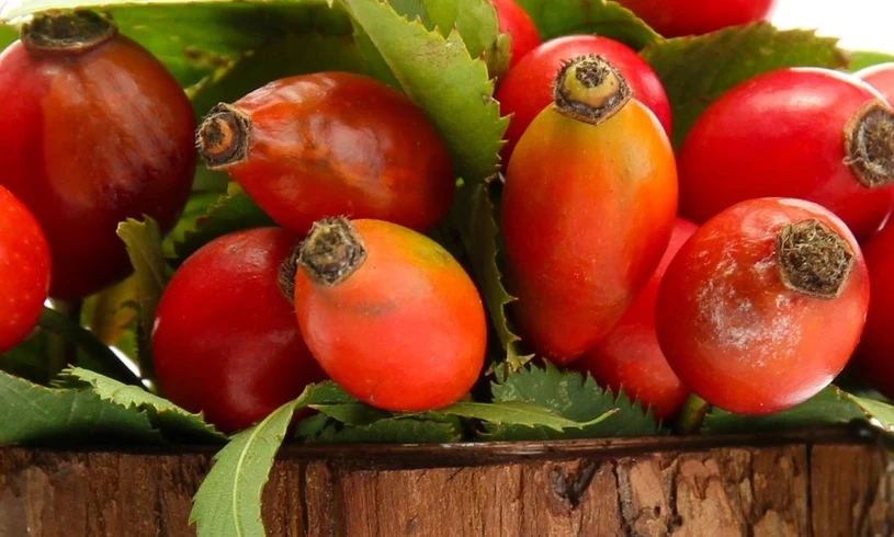 Owoce dzikiej róży „Warto także pamiętać i może podchodzić też do tego w ten sposób, że wszelkie te piękne czerwone owoce bardzo często stanowią w pewnym sensie taki sygnał od natury, bo w tej zieleni lasu ich kolor jest na tyle agresywny, alarmujący, że może być ostrzeżeniem, by tego nie zbierać. Pamiętajmy jednak, że coś co dla nas jest trujące, niekoniecznie musi być trujące dla zwierząt. Nie niszczmy takich roślin, bo stanowią one świetną bazę pokarmową dla zwierząt” – mówiła.  Dodała, że w lasach są także rośliny, które kuszą nie tylko smakiem, czy wyglądem, ale także zapachem. „Taką rośliną, która jest objęta częściową ochroną, jest Bagno zwyczajne. Roślina ta wydziela olejki eteryczne o bardzo ostrym charakterystycznym zapachu, które mają właściwości toksyczne. Działają odurzająco i porażają układ nerwowy. Dawniej Wikingowie na przykład dodawali wyciąg z bagna zwyczajnego do piwa w celu zwiększenia jego działania i mocy odurzającej” – wskazała.