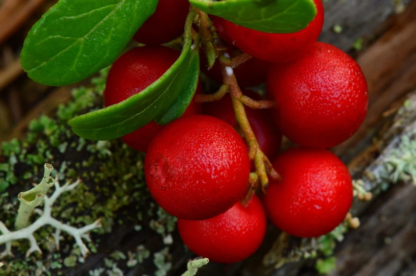 Brusznica Krokowska-Paluszak wskazała, że korzystanie z darów lasu ma bardzo długą tradycję, natomiast jeśli dopiero rozpoczynamy tę leśną przygodę, warto – jak mówiła – mieć przy sobie jakiegoś przewodnika, znajomego, członka rodziny, który zna się na właściwościach danej rośliny.