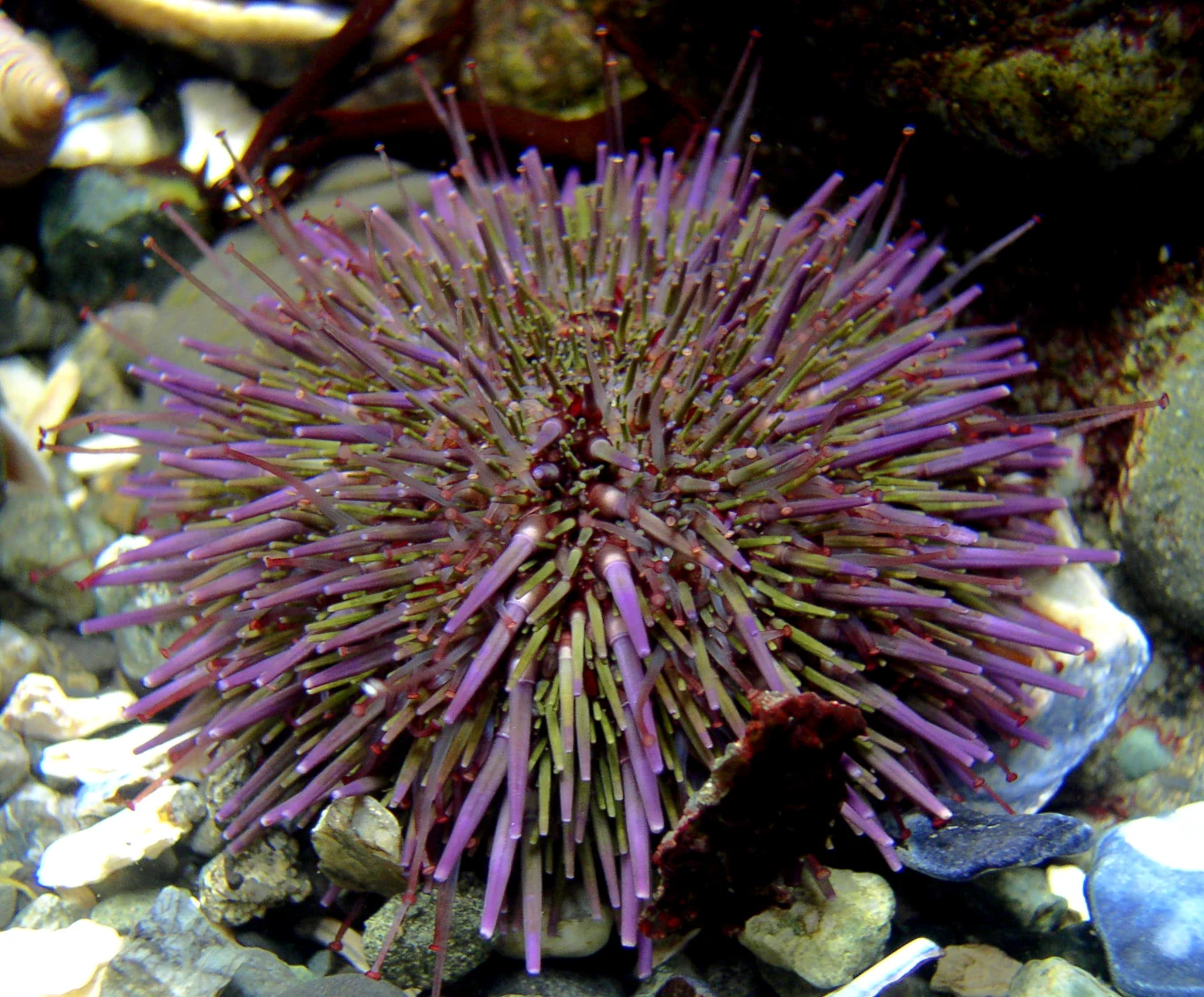 Purpurowy jeżowiec