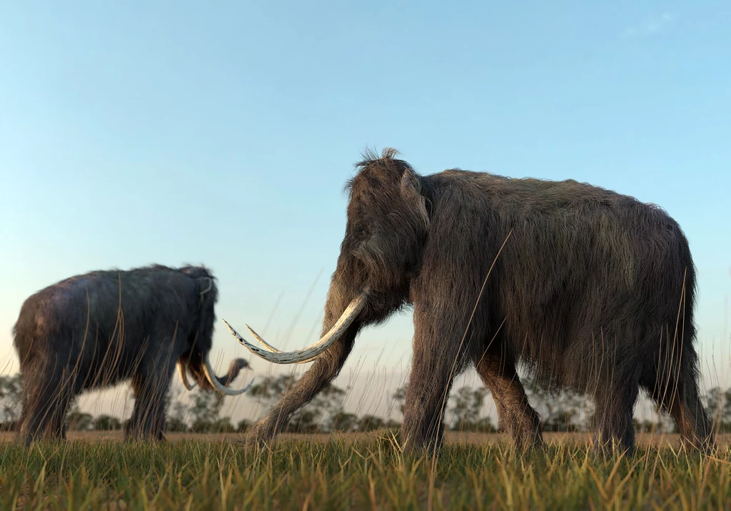 Naukowcy chcą skrzyżować zagrożonego wyginięciem słonia azjatyckiego z DNA mamuta