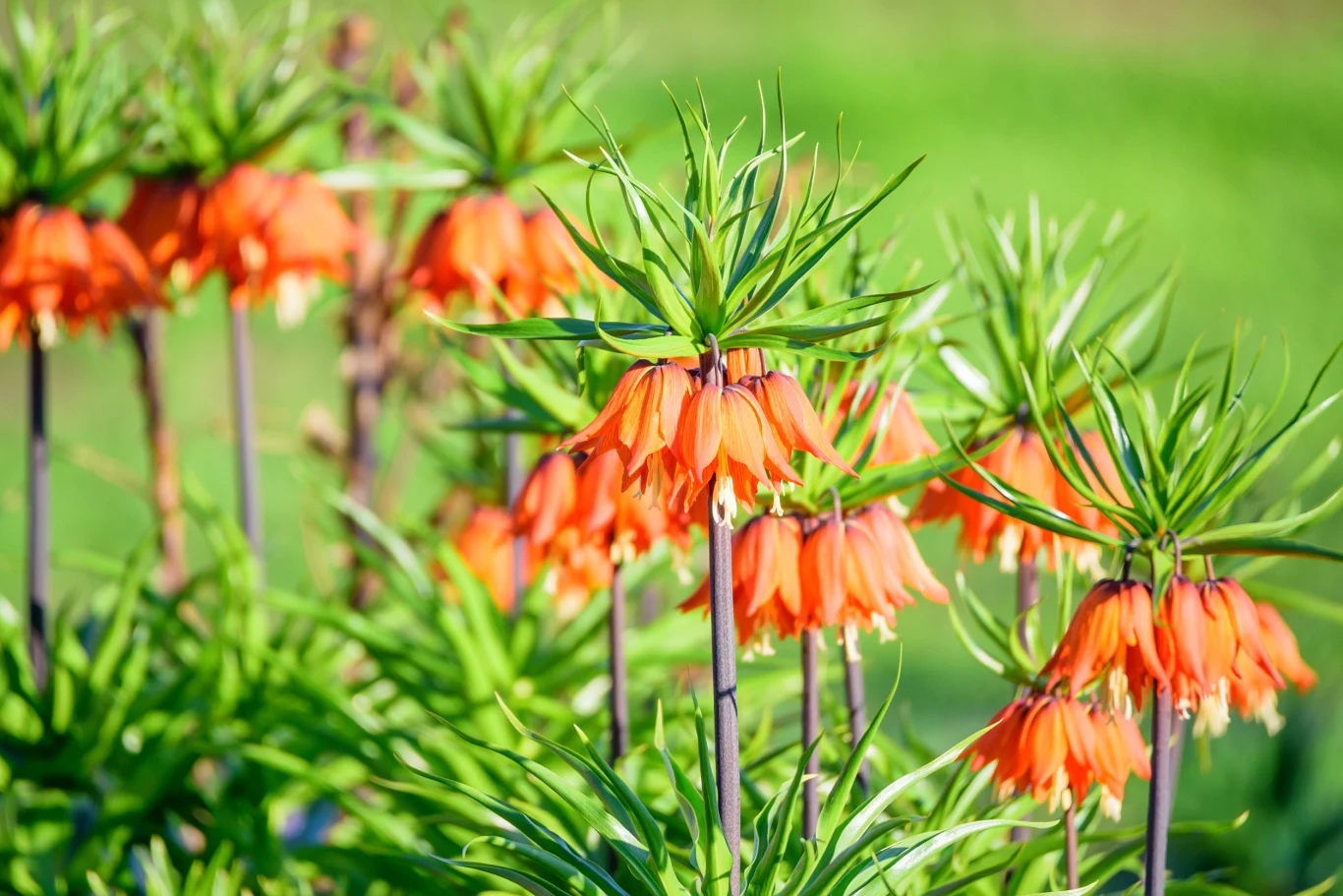 Zapach szachownicy cesarskiej odstrasza szkodniki roślin cebulowych — wrzesień to czas, by ją zasadzić