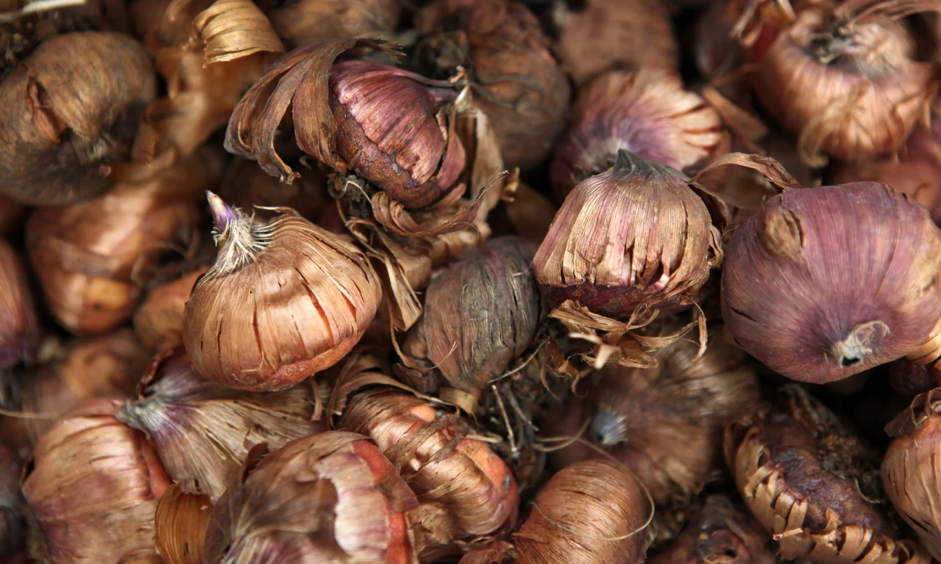 Wybór zdrowej cebuli, to gwarancja dorodnej rośliny