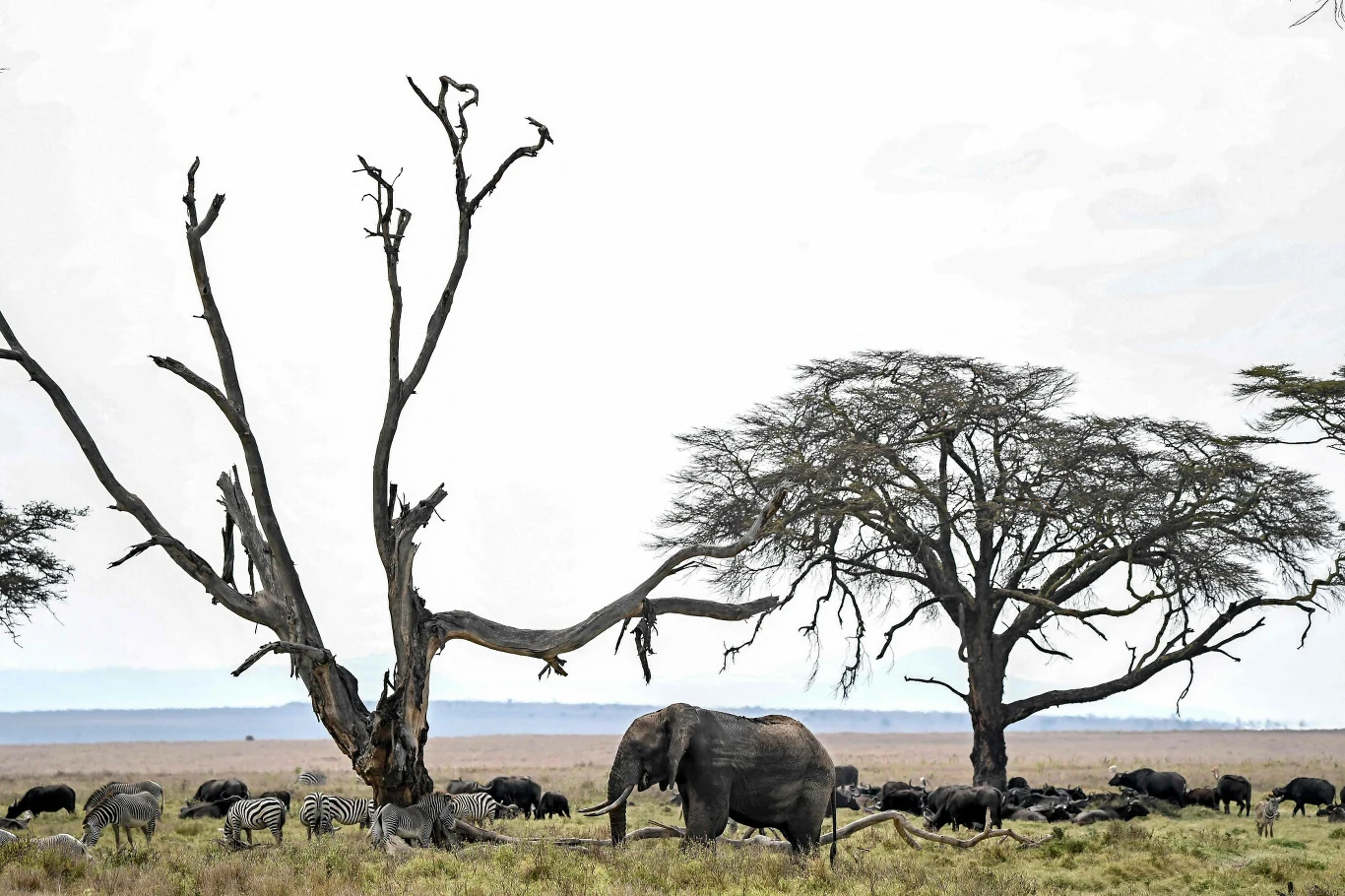 Tak samo jak jej dozbrojenie w broń palną i ostrą amunicję.