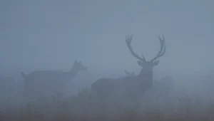 Beskidy: Zaczęły się gody jeleni na Babiej Górze