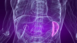 W tym miejscu zlokalizowana jest śledziona; jeśli wyczuwasz ją dotykiem, udaj się do lekarza