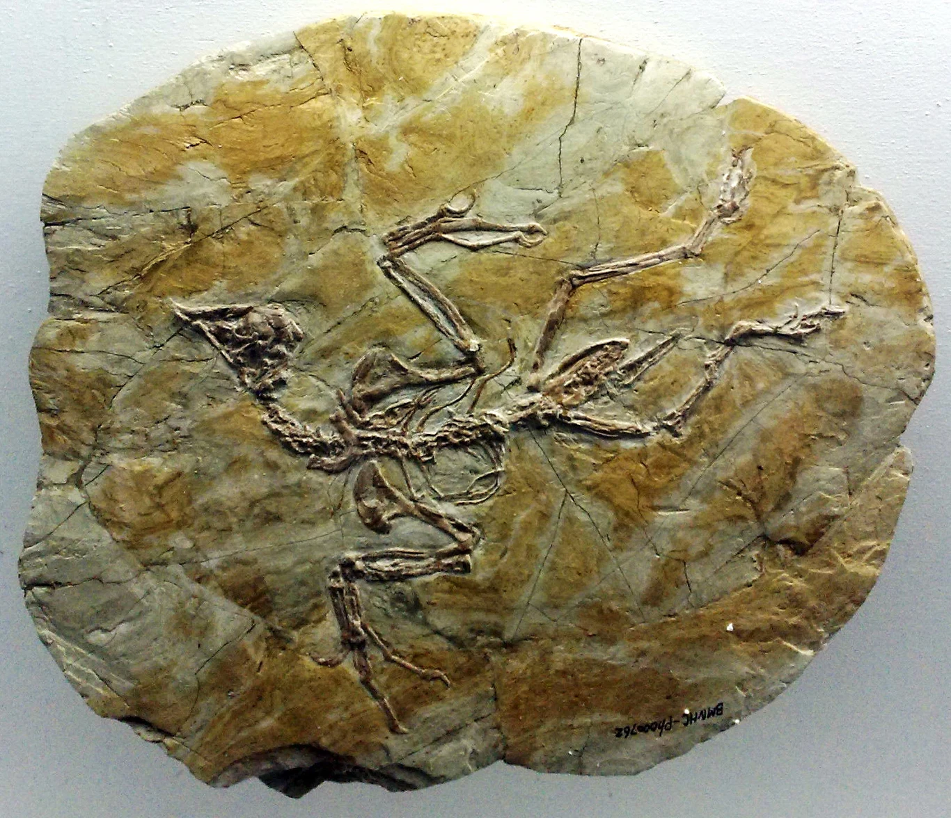 Skamieniałość konfuciuzornisa