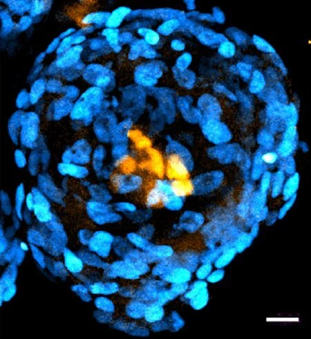 Blastoidy utworzone w laboratorium Caltech