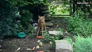 Sarna na prywatnej posesji