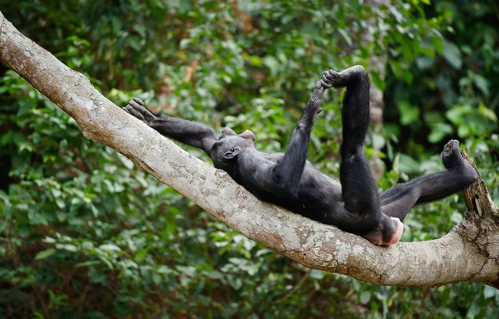 Bonobo uwielbiają się relaksować na każdy z możliwych sposobów