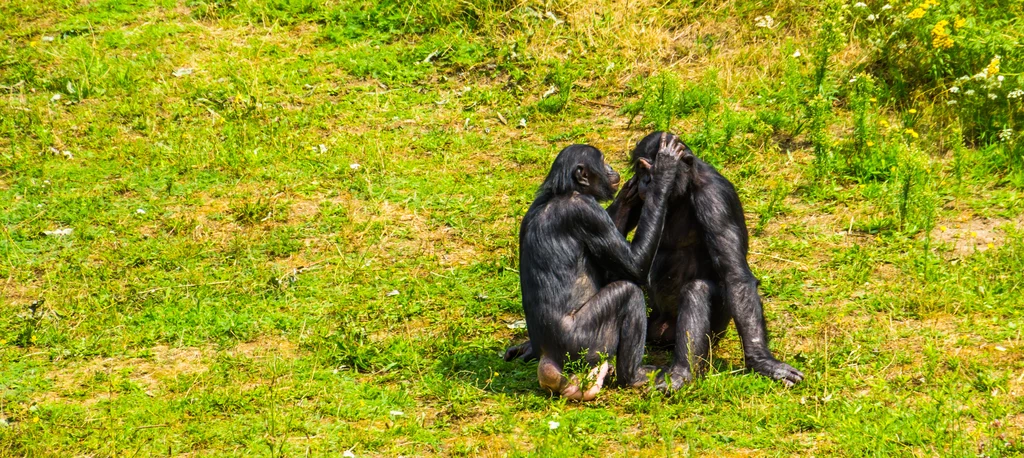 Wysoki poziom empatii wśród bonobo sprawia, że zwierzęta wzajemnie "wyczesują" sobie brud z sierści