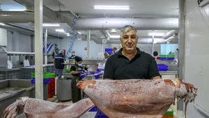 Gigantyczne kałamarnice w Turcji. "To efekt zmian klimatu”