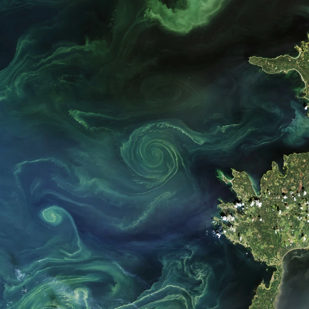 Zdjęcie, które NASA opublikowała w 2018 roku również pokazuje zakwit Bałtyku
