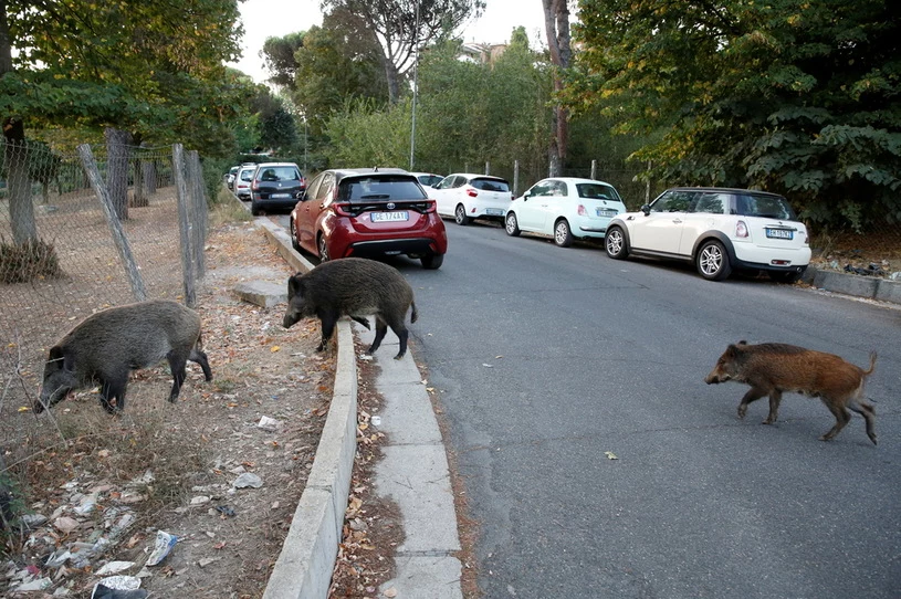 W Rzymie dziki zwykle szukają jedzenia w śmietnikach