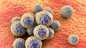 Gronkowiec złocisty swoją nazwę zawdzięcza tworzeniu kolonii w kształcie kiści winogron