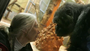 ​Jimmy Fallon wesprze Jane Goodall. Razem będą sadzić drzewa