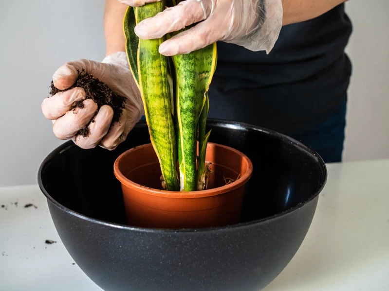 Sansewierię można łatwo uratować Sansewierię można łatwo uratować