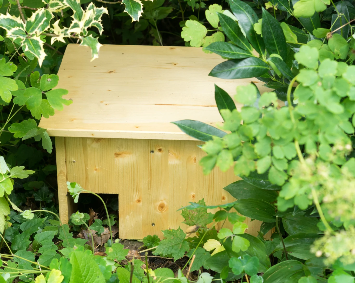 Specjalne domki zachęcą jeże do zamieszkania w ogrodzie 
